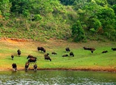 Periyar National Park Tour