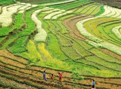 Darjeeling Tea Estate Tour