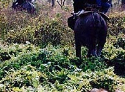 Jungle Tour / Safari Himalayan Dooars -2