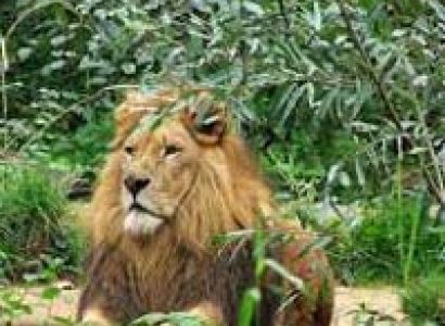 Jungles of Kanha & Pench Tour