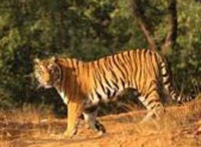 Wilderness of Madhya Pradesh Tour