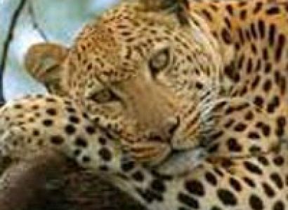 Wildlife of Uttarakhand Tour