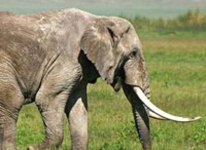 Tanzania & Zanzibar Romantic Safari Tour