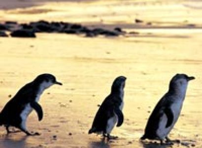 Phillip Island Penguin Parade Tour