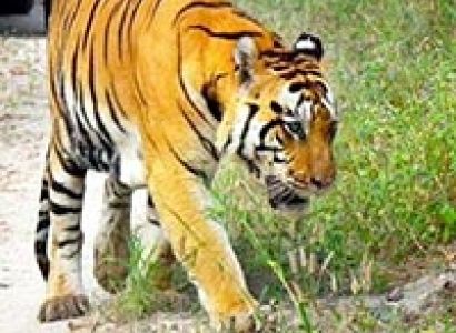 Madhya Pradesh - Wild Life - Kanha Tour
