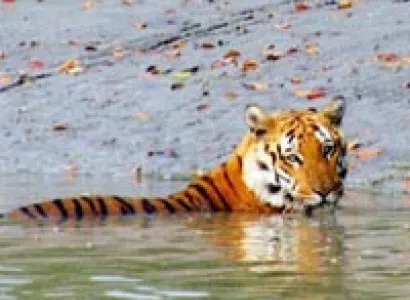 Sundarban Tour Package