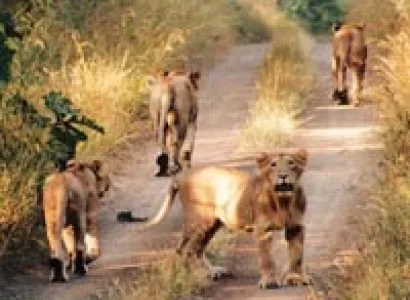 Gujarat Wildlife Tour