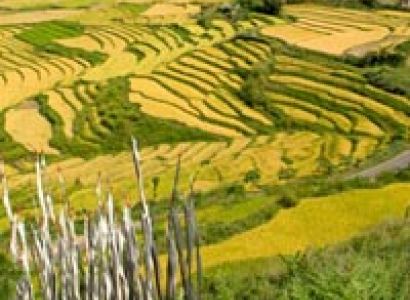 Paro valley - Thimphu - Punakha - Gangtey valley Tour