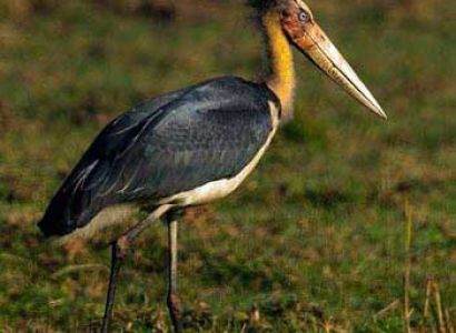 Delightful Arunachal Tour