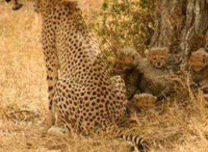 Kenya Flying Safari Tour