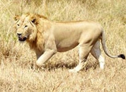 2 Days Explore Tsavo East