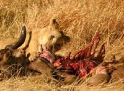 11 Days Tanzania Beach & Bush Adventure Tour