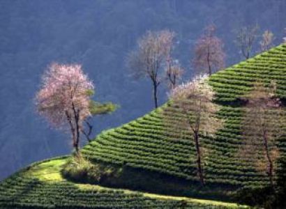 Kalimpong, Gangtok & Darjeeling Tour