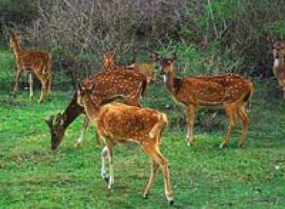 Bandipur and Ooty Tour Special