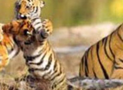 Kolkata Shantiniketan and Sundarban Forest Tour