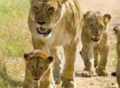 Gir National Park Tour