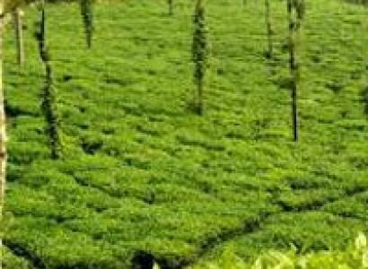 Mysore Ooty & Coorg Tour