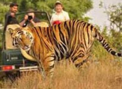 Jungle Safari Bandhavgarh National Park Package