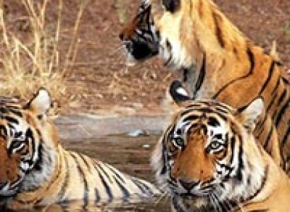 Jungle Safari to Kanha National Park Tour
