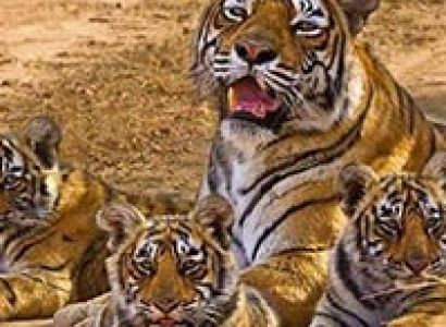 Panna National Park Tour