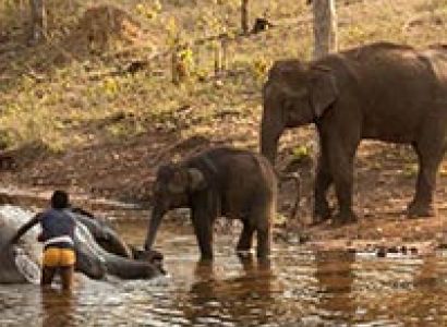 Satpura National Park Jungle Safari Tour