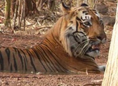 Tadoba National Park Tour