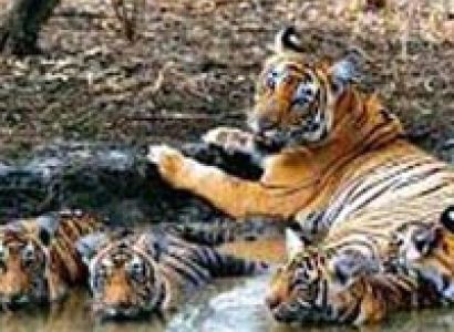 Tiger Tours