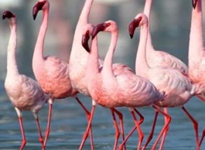 Gujarat Bird Watching Tour