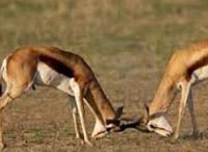 Wildlife Trails Of Gujarat Tour