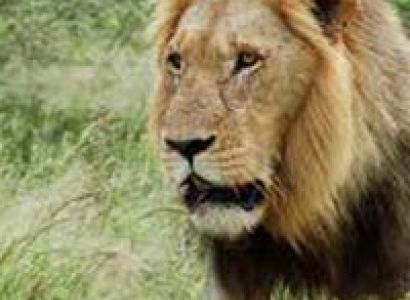 Wildlife Safari Gujarat Tour