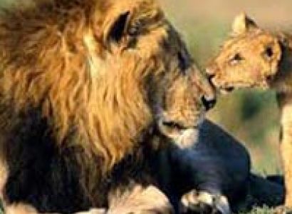 2 Nights / 3 Days Gir Jungle Safari Tour