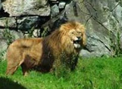 Wildlife Tour Packages