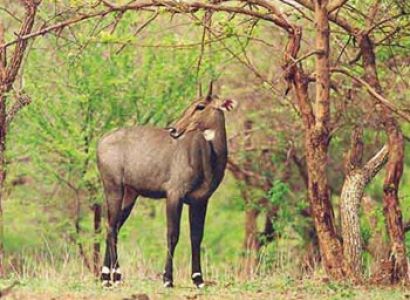 Gir Jungle Safari Tour