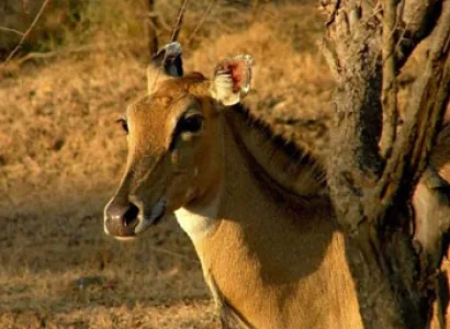 Best of Gujarat With Wildlife Tour