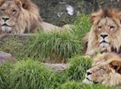 Short Escape to Gir Tour