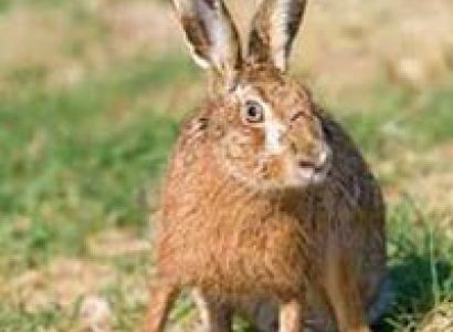 West India Lion Safari Tour