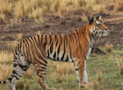 Bandhavgarh Safari Tour