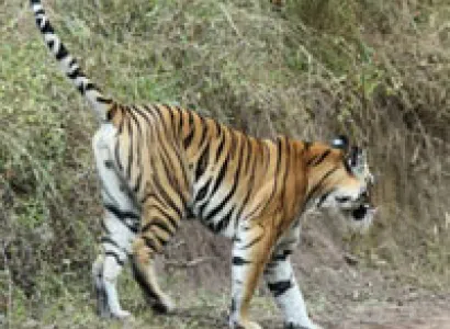 Nagzira Tiger Reserve Tour