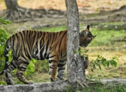 Pench Tiger Reserve Tour
