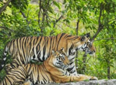 Satpura Tiger Reserve Tour