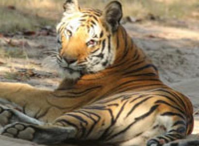 Panna Tiger Reserve Tour