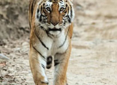 Sunderbans - The Mangroves Tour