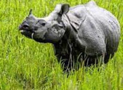 Rhino and Tiger Tour Package