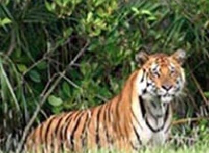 Sundarbans Weekend Tour