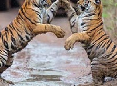 Jim Corbett National Park Tour