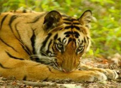 8 Days Delhi–Agra–Ranthombore–Jaipur–Chittaugarh–Udaipur–Delhi Tour