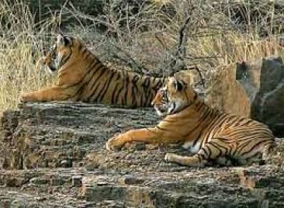 Ranthambore National Park Tour