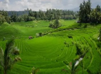 Munnar - Alleppey Tour Package from Cochin