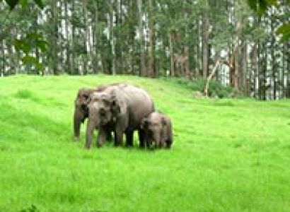 Kerala Honeymoon Package