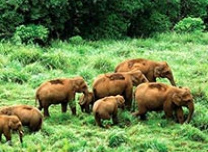 Bangalore - Thekkady - Munnar Tour